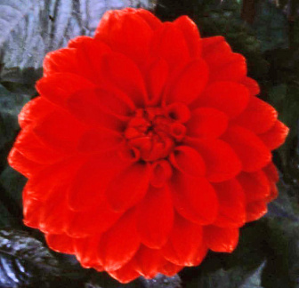 Dahlia ' DAVID'S CHOICE '  (Min.D.)   Funnell  UK  1971  Blewbury Dahlia Collection  (David Brown)